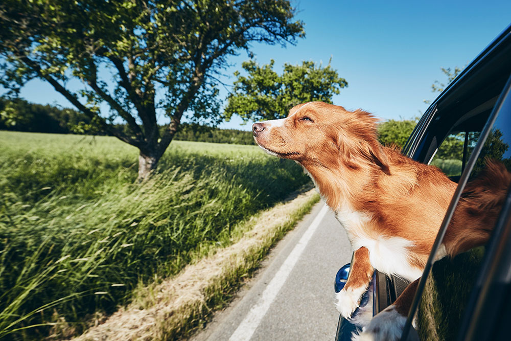 Dog with head out the window of a car
